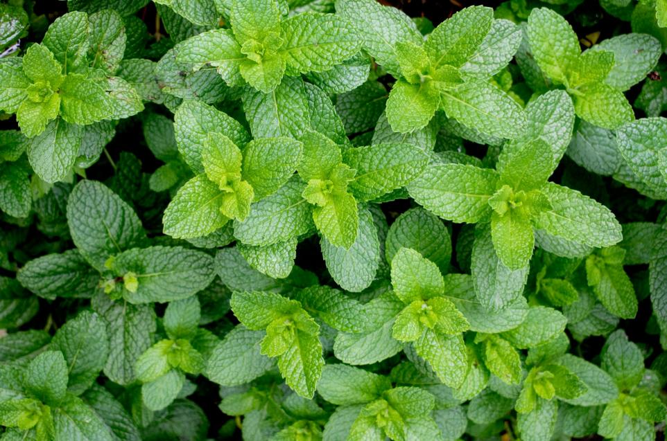 a group of green leaves